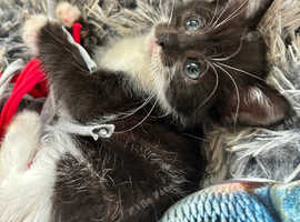 RAGDOLL MIX FEMALE KITTEN READY NOW
