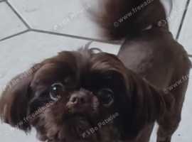 Female Shihtzu