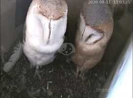 Barn owls  breeding pair
