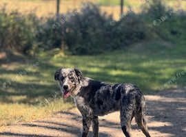 Rehoming: Energetic 3-Year-Old Male Border Collie Named Blue - Needs Active, Livestock-Free Home