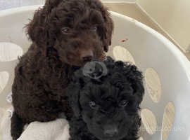 Borderdoodle Dogs And Puppies For Sale Freeads In Northampton