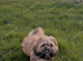 Lhasa apso