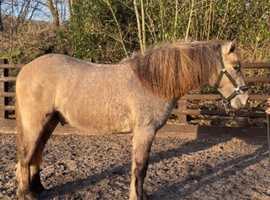 2yr old highland pony for sale