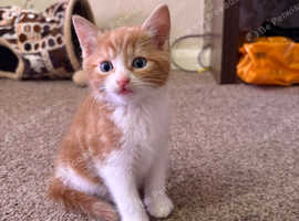 Beautiful calico kittens
