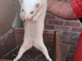 Ferrets female