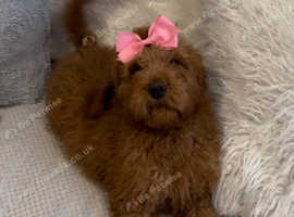 Goldendoodle puppy doodle girl bitch red dark apricot puppies ready now