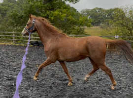 Stunning sec b