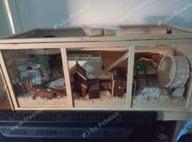 Dwarf hamster no more time wasters
