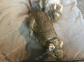 Female degus with cage