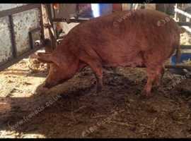 In pig tamworth sow