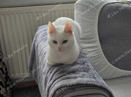 Turkish angora males x2