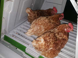 Free ex battery hens to a good home