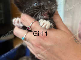 Kittens