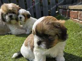 Shih tzu pups for sale