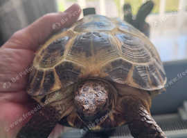 Male tortoise  4 years old needs  loving  home