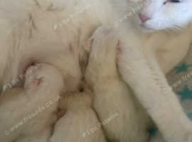 white kittens for sale