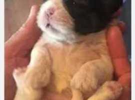 Pure shih tzu puppies (one boy available )