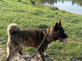 akita