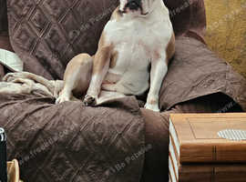 Bulldog Cross