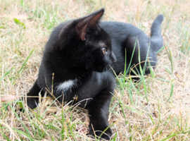 Adoption. And fostering cats