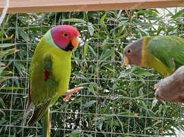Breeding pr plumhead parakeets