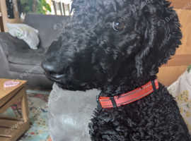 Irish doodle puppy