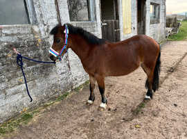 Beautiful Registered Welsh section A gelding