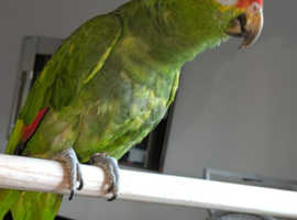 Amazon parrot red fronted