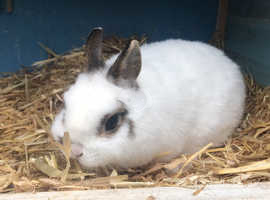 Little girl bunny for sale