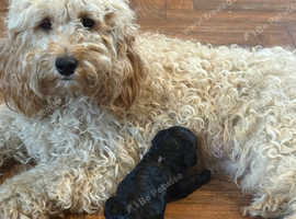 8 Maltipoo pups for sale