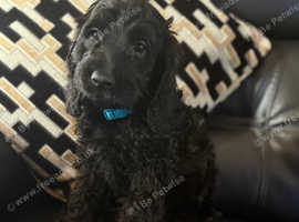 Beautiful jet black puppies