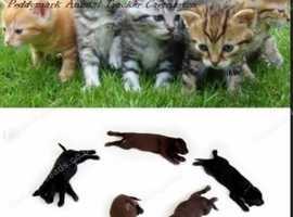 Dog Microchipping Implanter Service Caernarfon Bangor Anglesey North Wales in Caernarfon