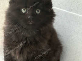 Maine coon xxx
