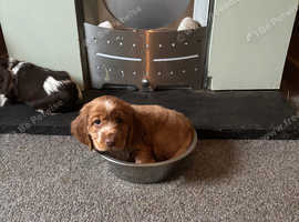 Ready now golden male sprocker  puppies available 2nd may