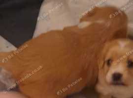 Cocker pomerpoo puppies for sale