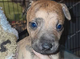 Bull-lurcher pups