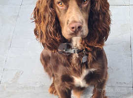 Chocolate And White Cocker Spaniel in West Bromwich B71 on Freeads ...