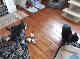 Small cattery