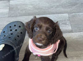 Puppy for sale