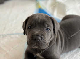 Royal cane clearance corso