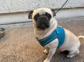 Pug/Chihuahua mix