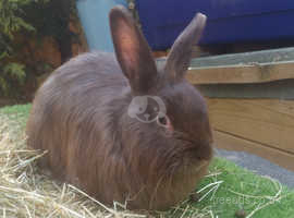 Beautiful Rescue Swiss Fox bunnies - Adoption please !