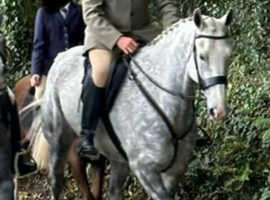 16.2 Irish Sports Horse Gelding
