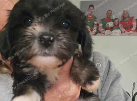 Litter of Chinese crested puppies