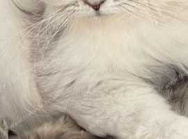 Persian chinchilla