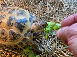 HORSFIELD LARGER Garden Tortoises Limited Stock Captive bred in 2023
