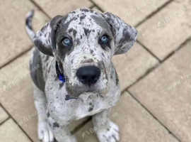 Great Danes Puppies and Dogs for sale in Swansea Freeads