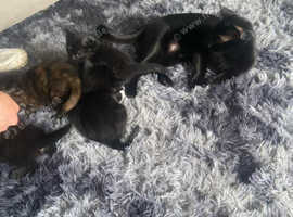 kittens