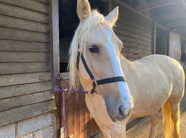 Beautiful Palomino Mare 15"2 - 6 yrs old suit young rider mother/daughter share