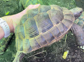 Tortoises Mediterranean Spur Thigh Spur Thighed Tortoises (Testudo graeca ibera)